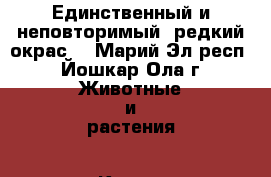 Единственный и неповторимый, редкий окрас. - Марий Эл респ., Йошкар-Ола г. Животные и растения » Кошки   